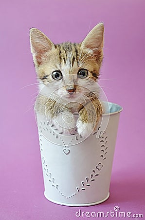 Cute kitty in a cup Stock Photo