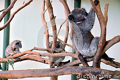 Cute koala Stock Photo