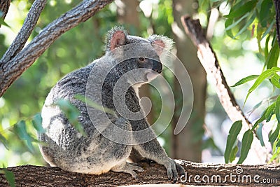 Cute koala on a branch Stock Photo