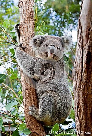 A cute koala clinging to the trunk of a eucalyptus tree in Australia Stock Photo