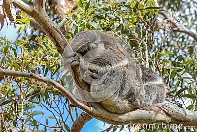 A cute koala and its joey sleeping in the fork of a native gum tree.This arboreal Australian marsupial has a slow metabolism rate Stock Photo