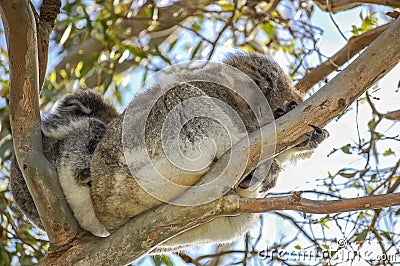 A cute koala and its joey sleeping in the fork of a native gum tree.This arboreal Australian marsupial has a slow metabolism rate Stock Photo