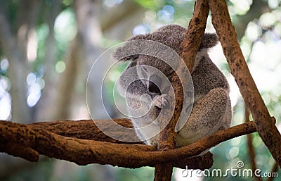 Cute Koala resting at the zoo, Brisbane, Australia Stock Photo