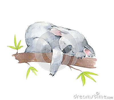 Cute koala sleeping in a tree, watercolor illustration Cartoon Illustration