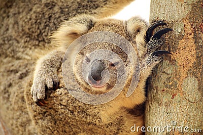 Cute Koala on the tree Stock Photo