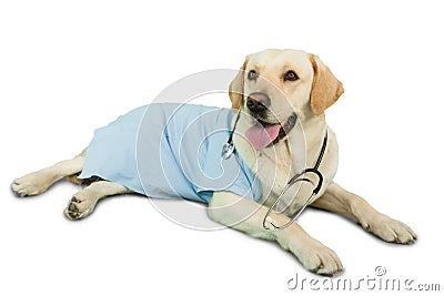 Cute labrador dog lying on floor wearing scrubs and stethoscope Stock Photo