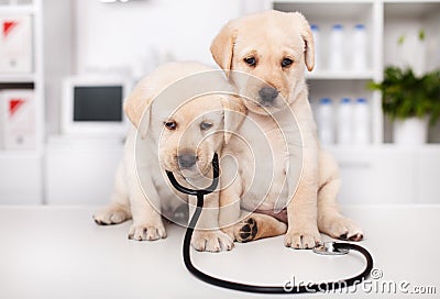 Cute labrador puppies with stethoscope at the veterinary doctor Stock Photo