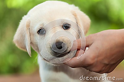 Cute labrador puppy dog chewing on owners finger - close up Stock Photo