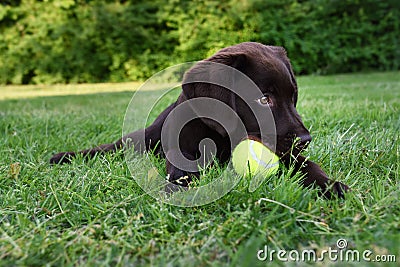 Cute labrador puppy dog lying down in grass with tennis ball in mouth Stock Photo