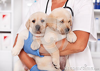 Cute labrador puppy dogs in the arms of veterinary healthcare pr Stock Photo