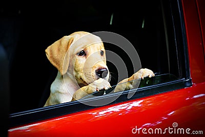 Labrador Puppy in the car Stock Photo