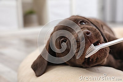 Cute Labrador Retriever with toothbrush indoors. Stock Photo
