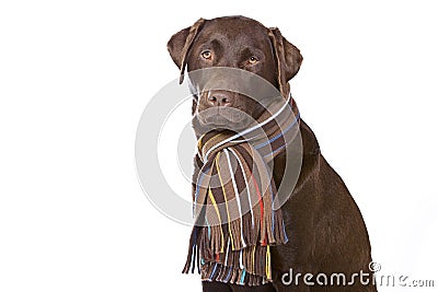 Cute Labrador with Winter Scarf Stock Photo