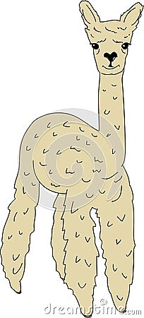 Cute lama alpaca Vector Illustration