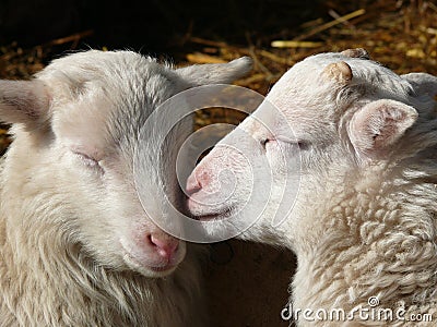 Cute lamb Stock Photo