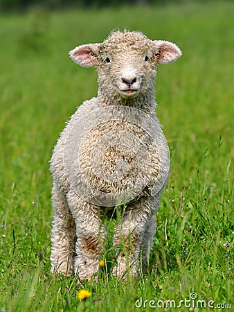 Cute lamb Stock Photo