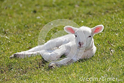 Cute lamb Stock Photo