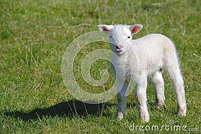 Cute lamb Stock Photo