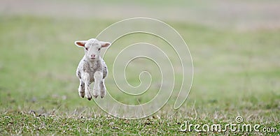 Cute lamb on field in spring Stock Photo