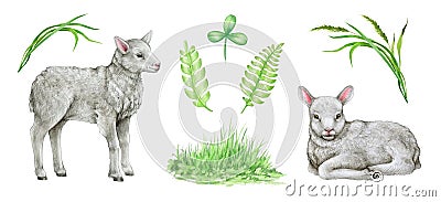 Cute lamb hand drawn illustration set. Cute little newborn sheep, green grass, fern, leaves. Domestic farm baby animal Cartoon Illustration