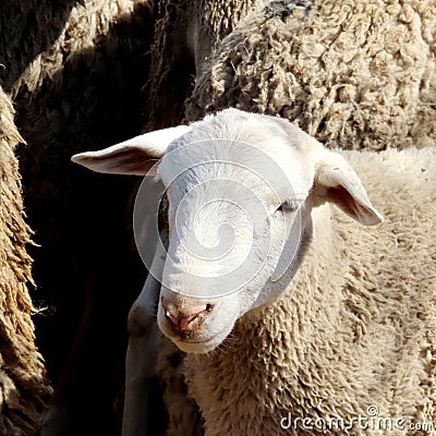 A cute lamb in a herd of fluffy sheep. Stock Photo