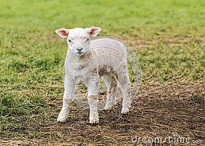 A cute Lamb. Stock Photo