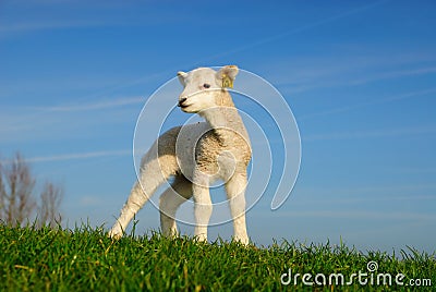 Cute lamb in spring Stock Photo
