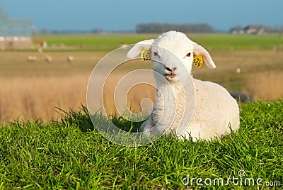 Cute lamb in spring Stock Photo