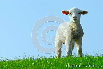 Cute lamb in spring Stock Photo