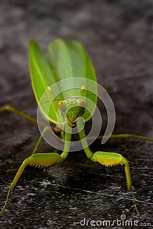 Cute large green praying mantis on a dark background Stock Photo