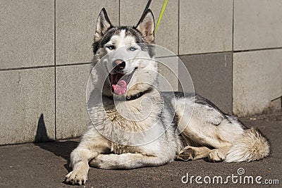 A cute large husky dog lying against the wall, looks at the photographer and waits for the owner. Sunny day. Pets. Stock Photo