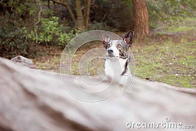Cute large mixed breed dog in a forest Stock Photo