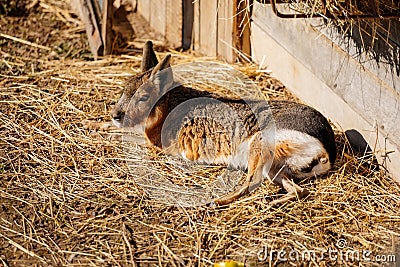 Cute large Patagonian mara or Dolichotis patagonum large rodent lies and rests on straw at the farm, background of a wall of Stock Photo