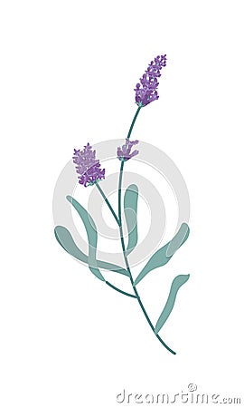 cute lavender branch flowers Vector Illustration