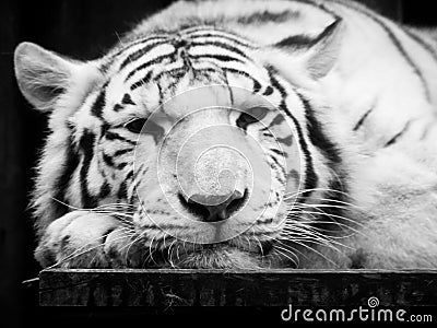 Cute and lazy white tiger lying on the desk on its paw. Wild animal portrait. Black and white image Stock Photo