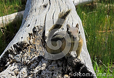 A cute Least chipmunk, Neotamias minimus Stock Photo