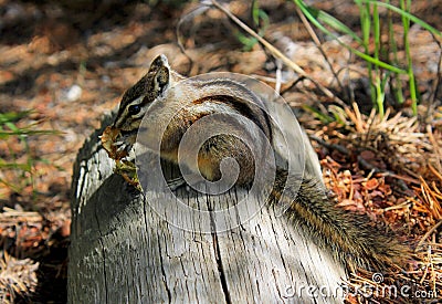 A cute least chipmunk, Neotamias minimus Stock Photo