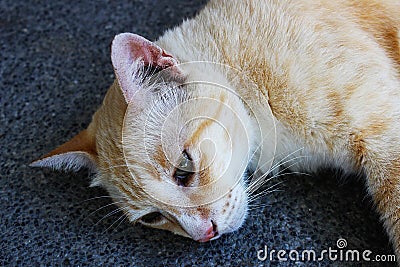 A cute light brown cat resting on the ground Stock Photo