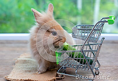 Cute light brown rabbit eat cucumber in shopping cart on wood table with green background Stock Photo