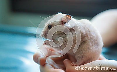 Cute light brown Syrian or Golden Hamster Mesocricetus auratus eating pet food. Taking Care, Mercy, Domestic Pet Animal Concept Stock Photo