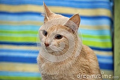 Cute light red shorthair cat Stock Photo