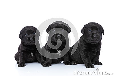 Cute line of three labrador retriever puppies looking up Stock Photo