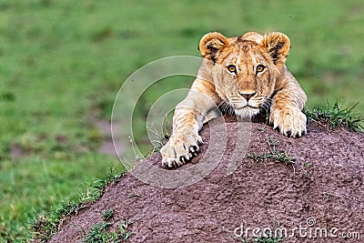 Cute Lion Cub Hanging Onto Mound Stock Photo