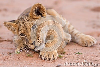 Cute lion cub playing on sand in the Kalahari Stock Photo