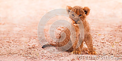 Cute Lion Cub Stock Photo