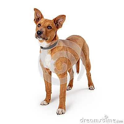 Cute listening pet dog mixed breed head up isolated Stock Photo