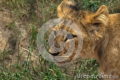 Little African Lion Cub in Zoo Stock Photo