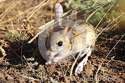 Cute little animal jerboa - rodent mammal Stock Photo