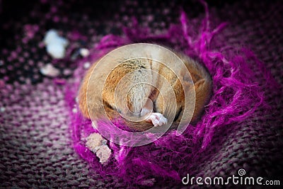 Cute little animal sleeping in violet blanket Stock Photo