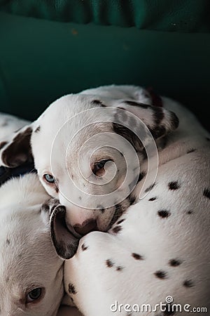 Cute, little baby Dalmatian puppy dog Stock Photo